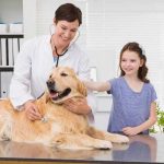 Comprehensive Guide to Animal Hospitals in Anchorage, AK: Ensuring Pet Health and Well-Being