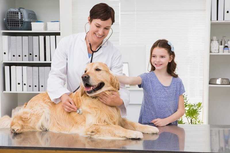 Comprehensive Guide to Animal Hospitals in Anchorage, AK: Ensuring Pet Health and Well-Being